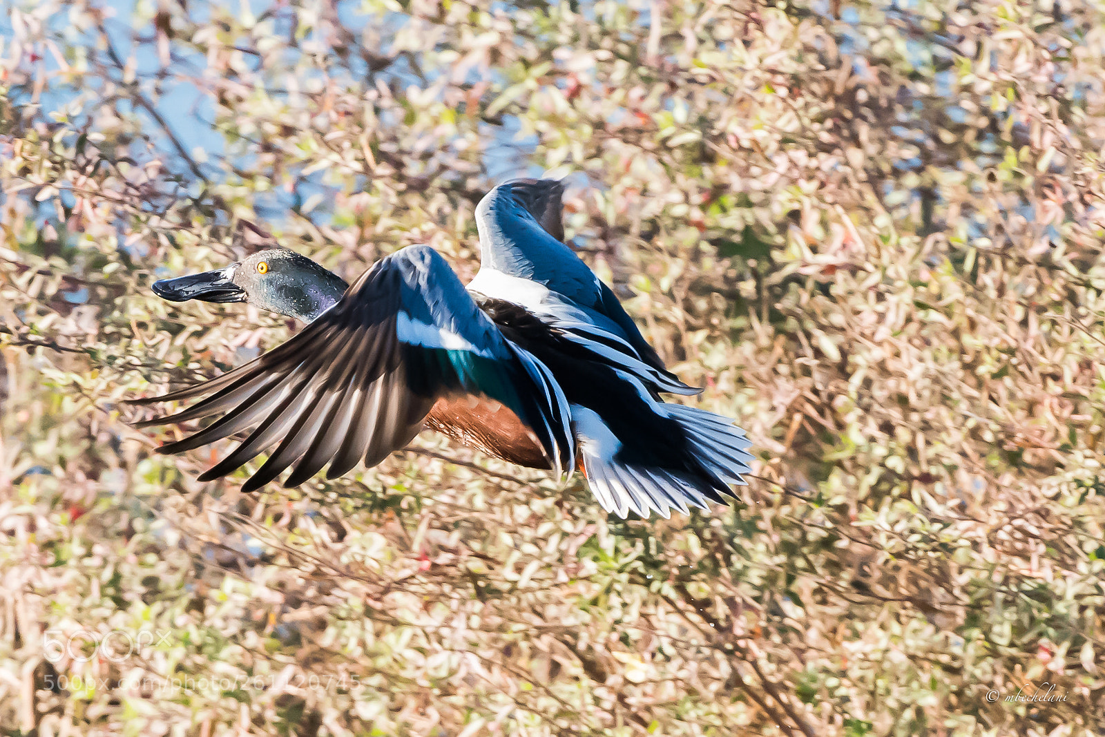 Nikon D810 sample photo. Mbs photography
