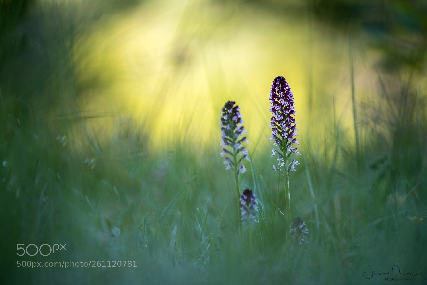 Nikon D810 sample photo. Orchis singe photography