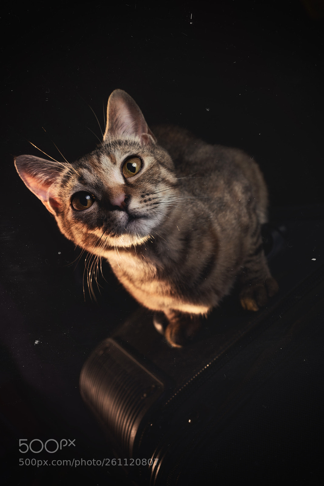 Sony a7R II sample photo. What are you doing? photography