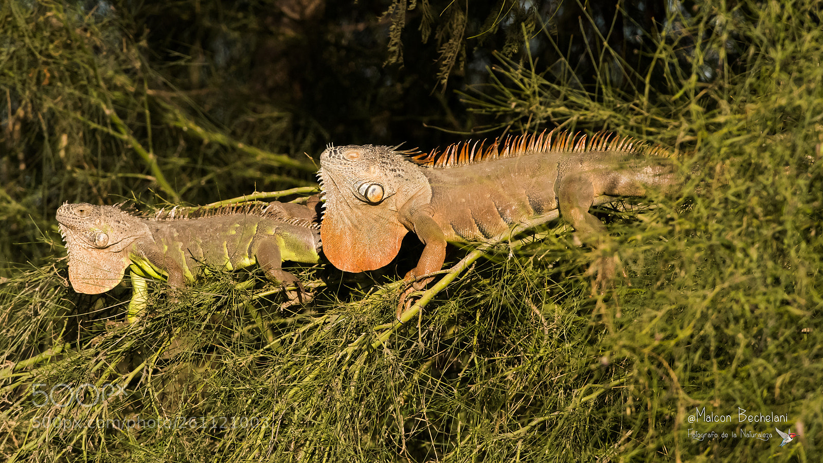 Nikon D810 sample photo. Mbs photography