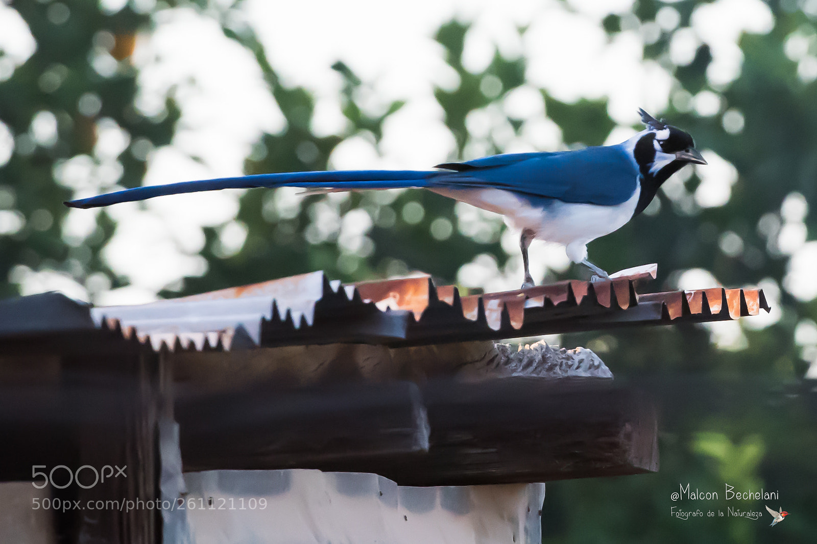 Nikon D810 sample photo. Mbs photography