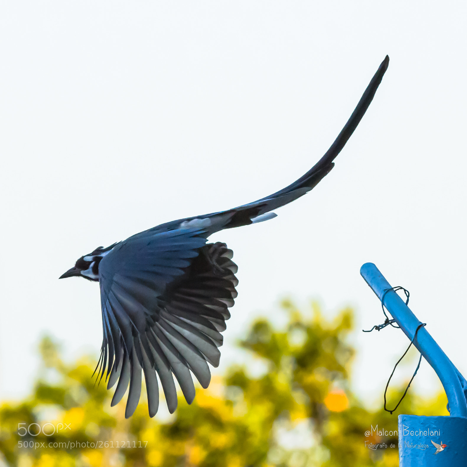 Nikon D810 sample photo. Mbs photography