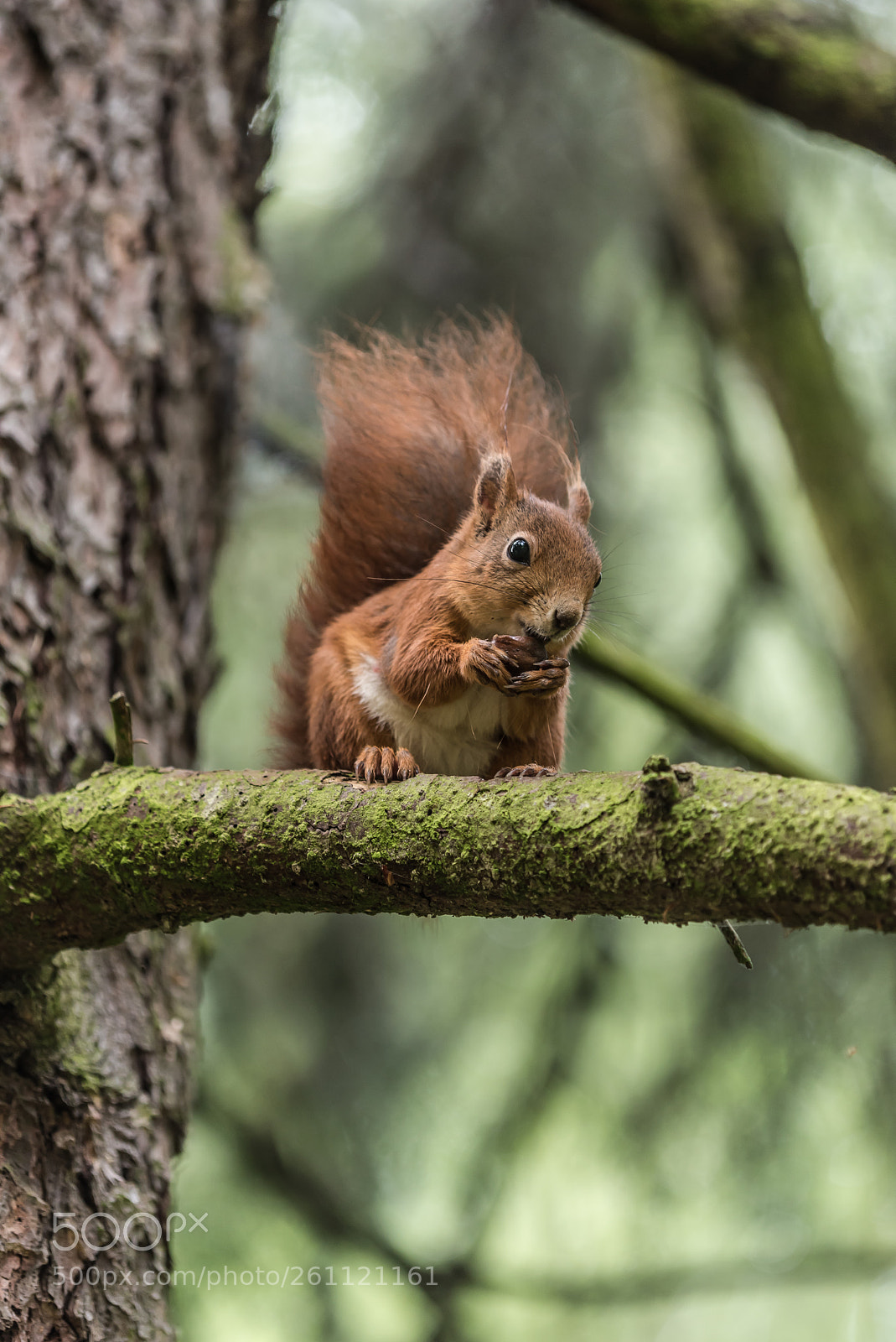 Nikon D750 sample photo. Squirrel photography