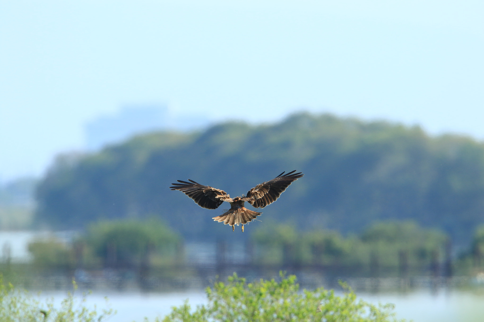 Canon EOS 7D Mark II + Canon EF 400mm F2.8L IS USM sample photo. ただいま～♪ eastern marsh harrier photography