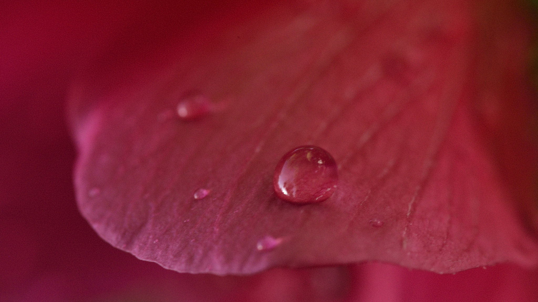Nikon D5100 sample photo. Pink pearl photography
