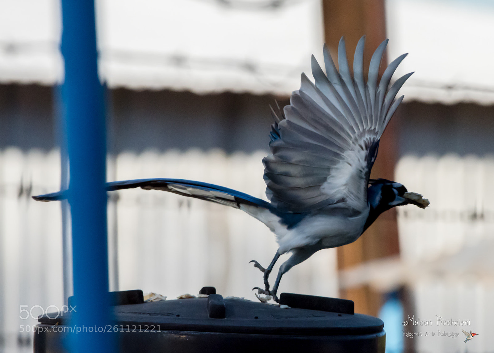 Nikon D810 sample photo. Mbs photography