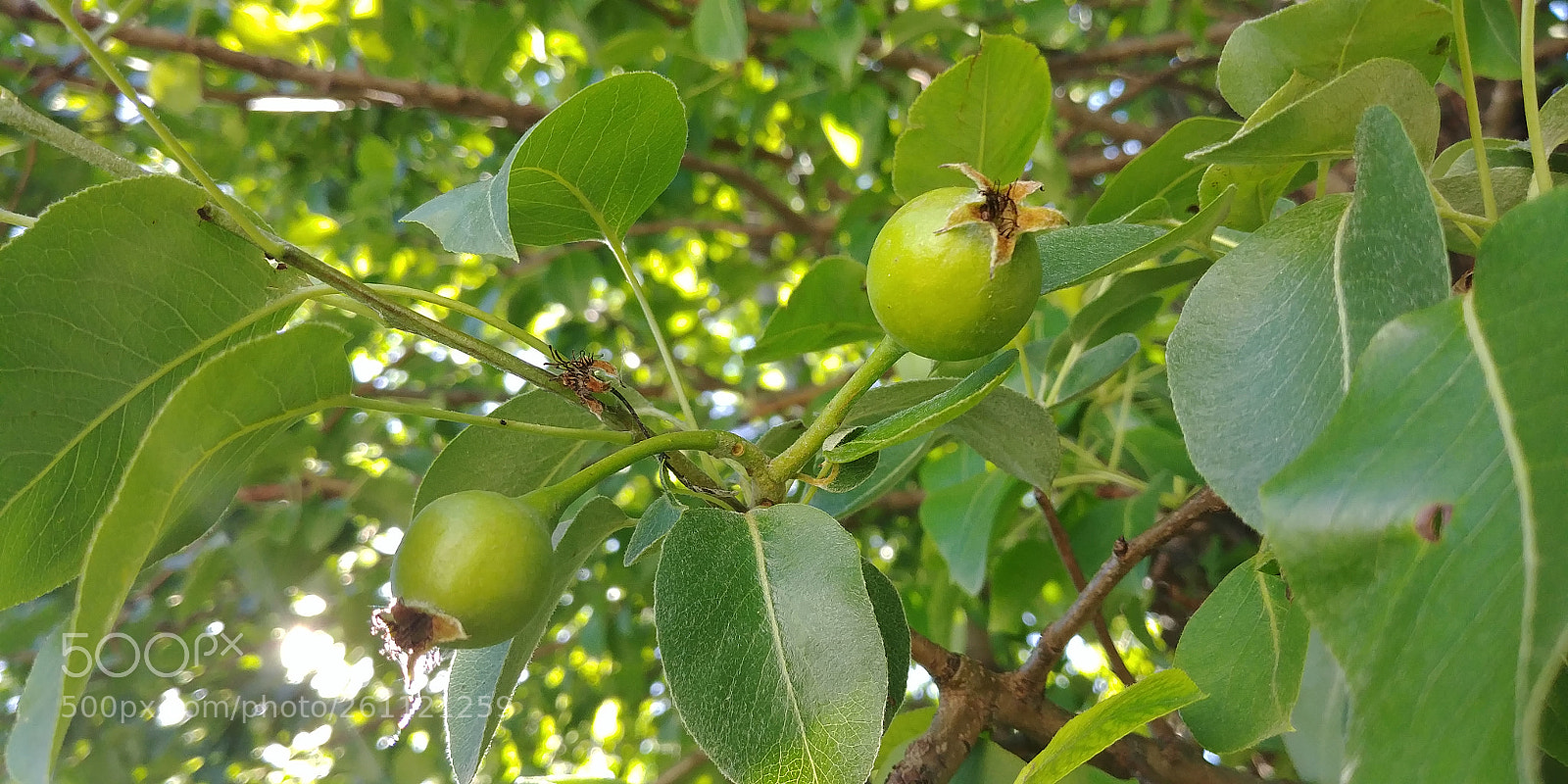 LG G6 sample photo. Pearwatch 2018. ? photography