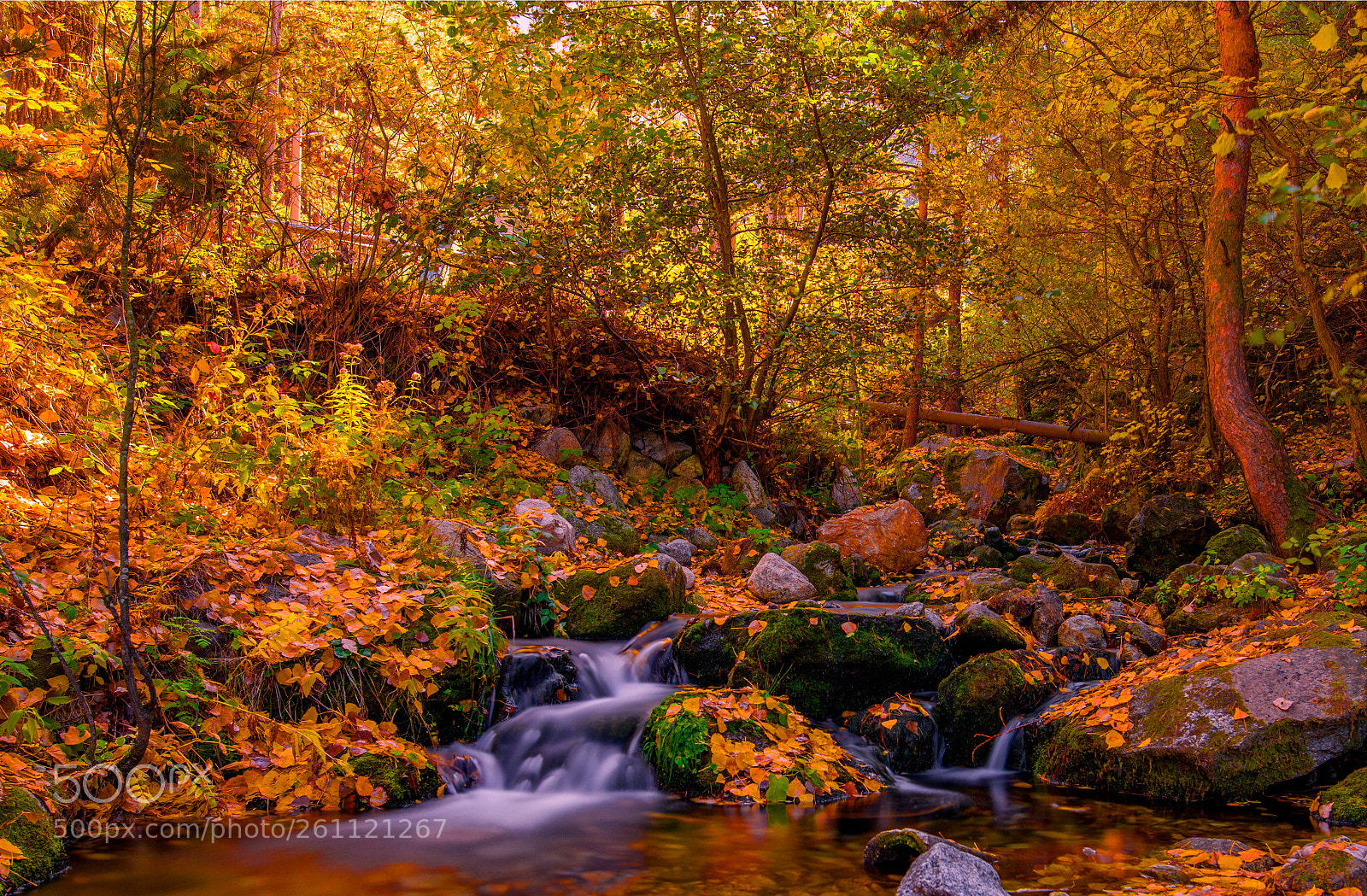 Nikon D810 sample photo. Autumn photography
