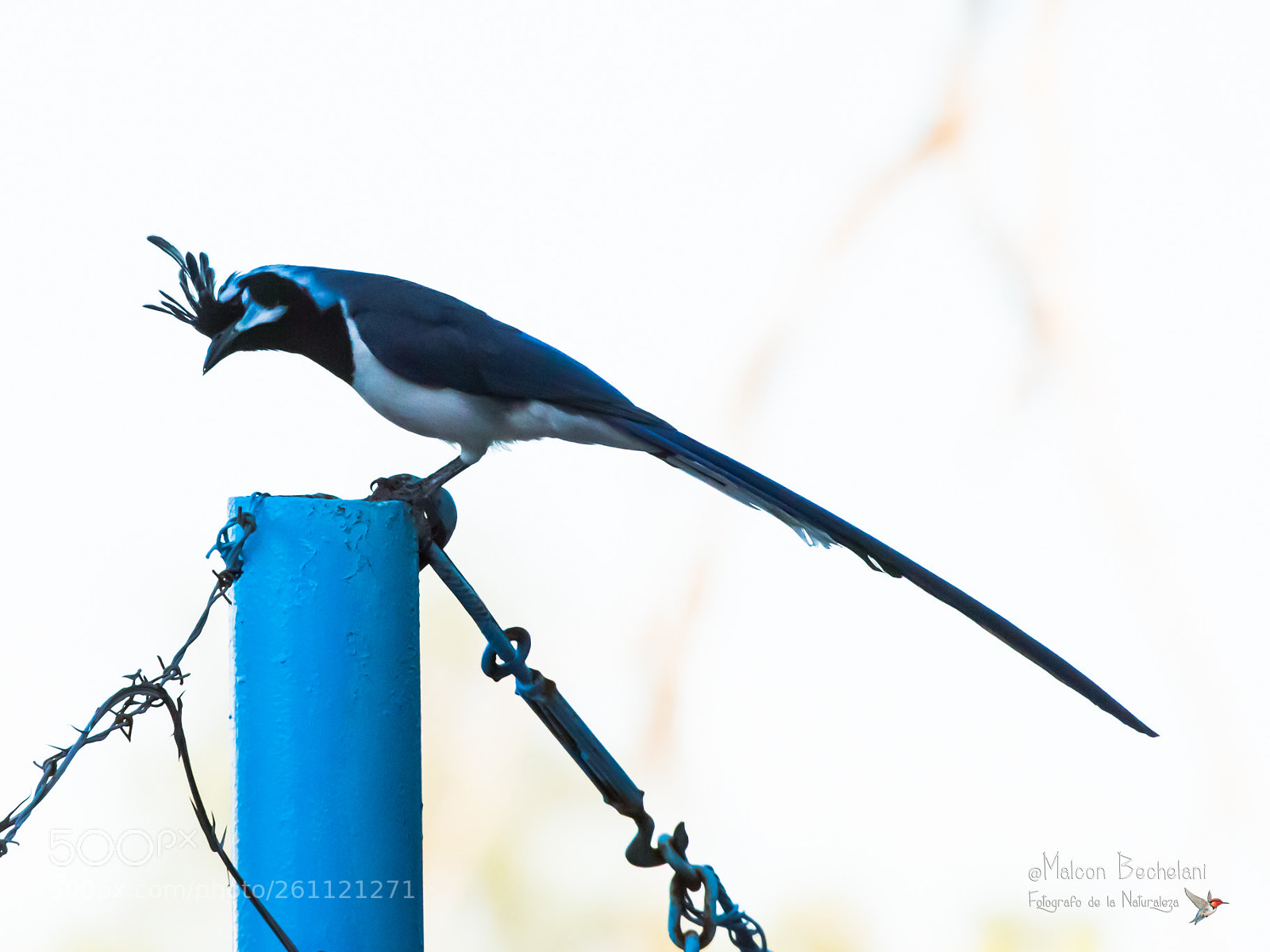 Nikon D810 sample photo. Mbs photography