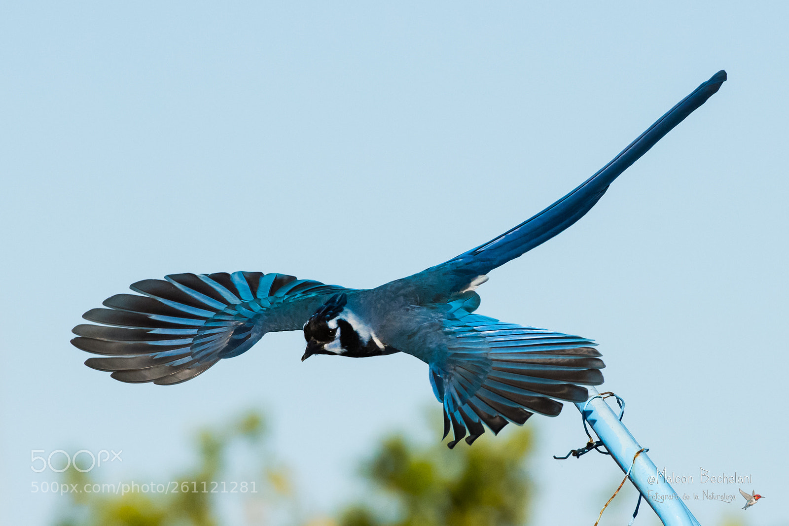 Nikon D810 sample photo. Mbs photography
