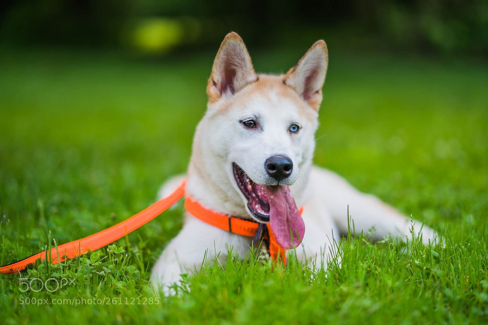 Sony a7R II sample photo. Husky innu mix photography