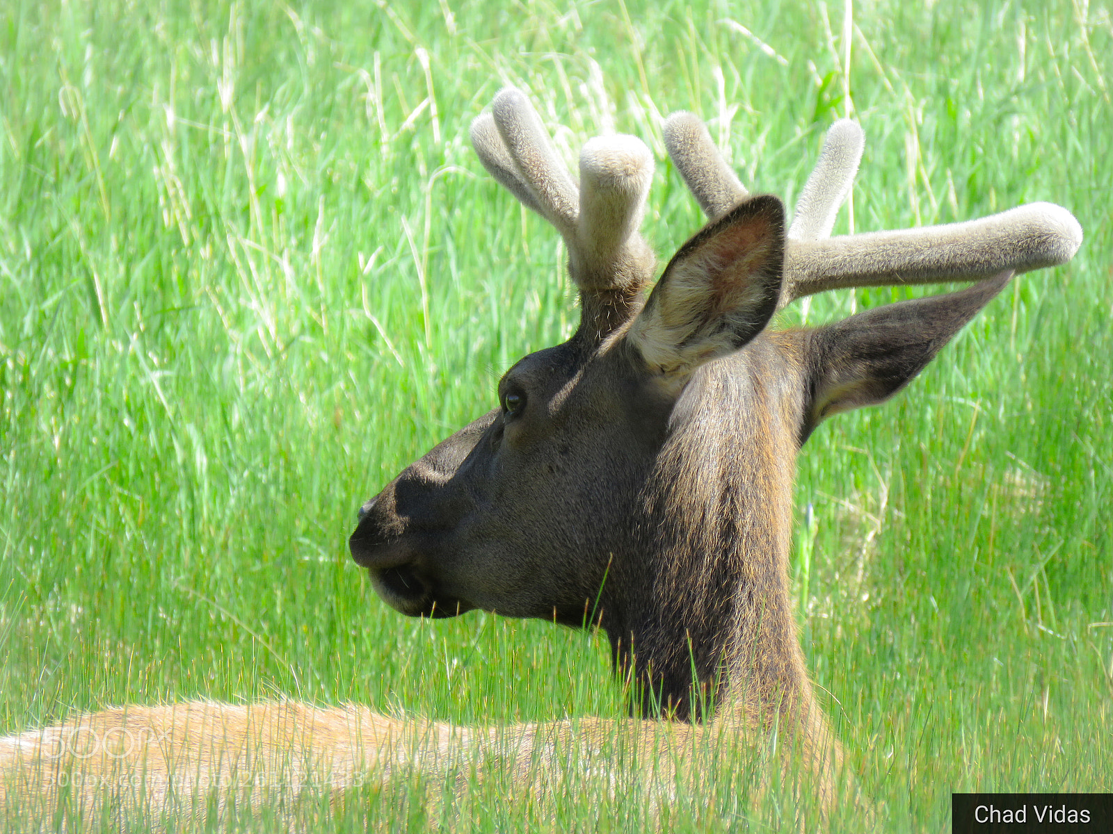 Canon PowerShot SX60 HS sample photo. Young bull photography