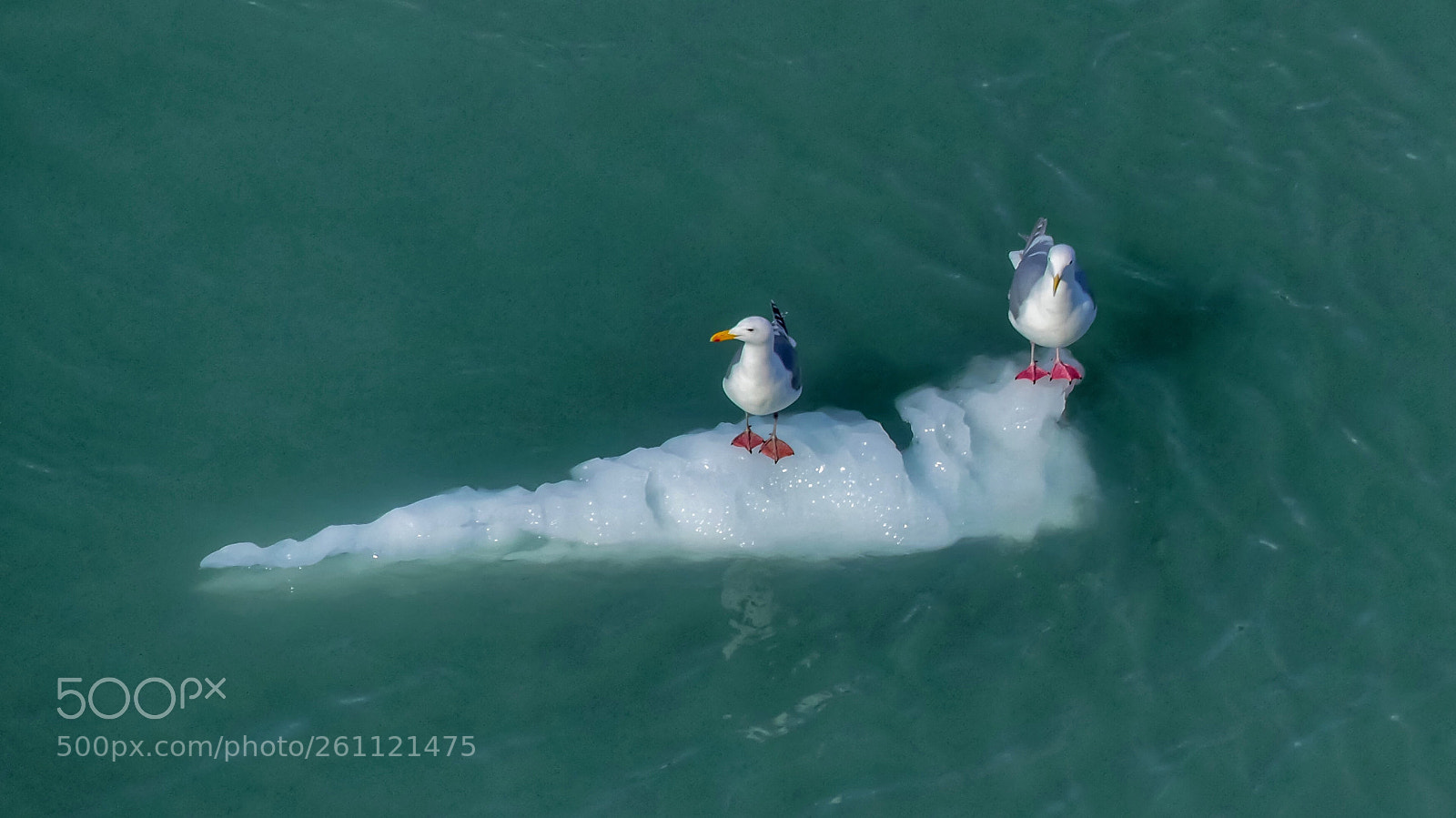 Panasonic Lumix DMC-FZ300 sample photo. On the ice floe.... photography