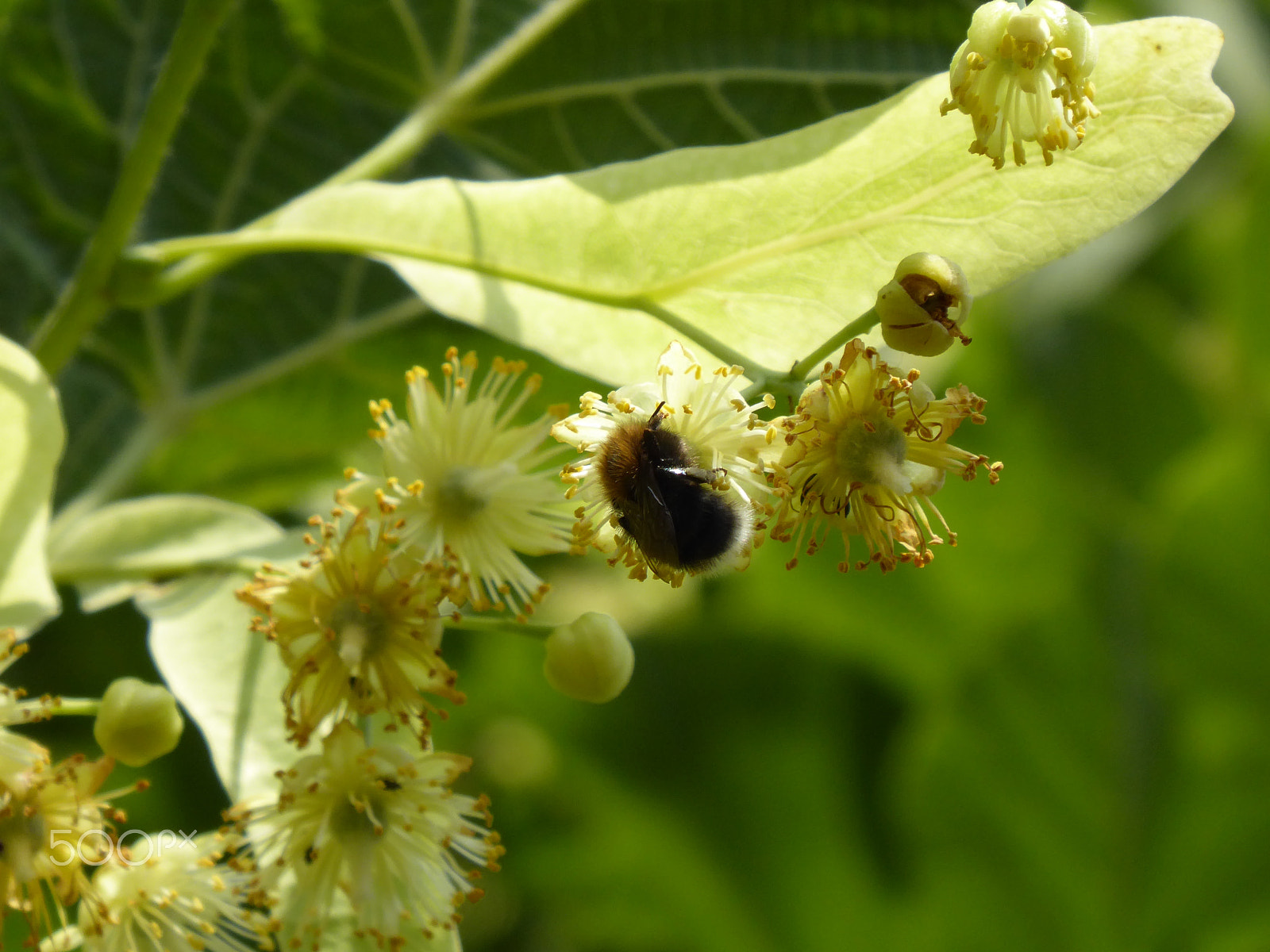 Panasonic Lumix DMC-ZS50 (Lumix DMC-TZ70) sample photo. Drunk bee in a linden tree flower photography