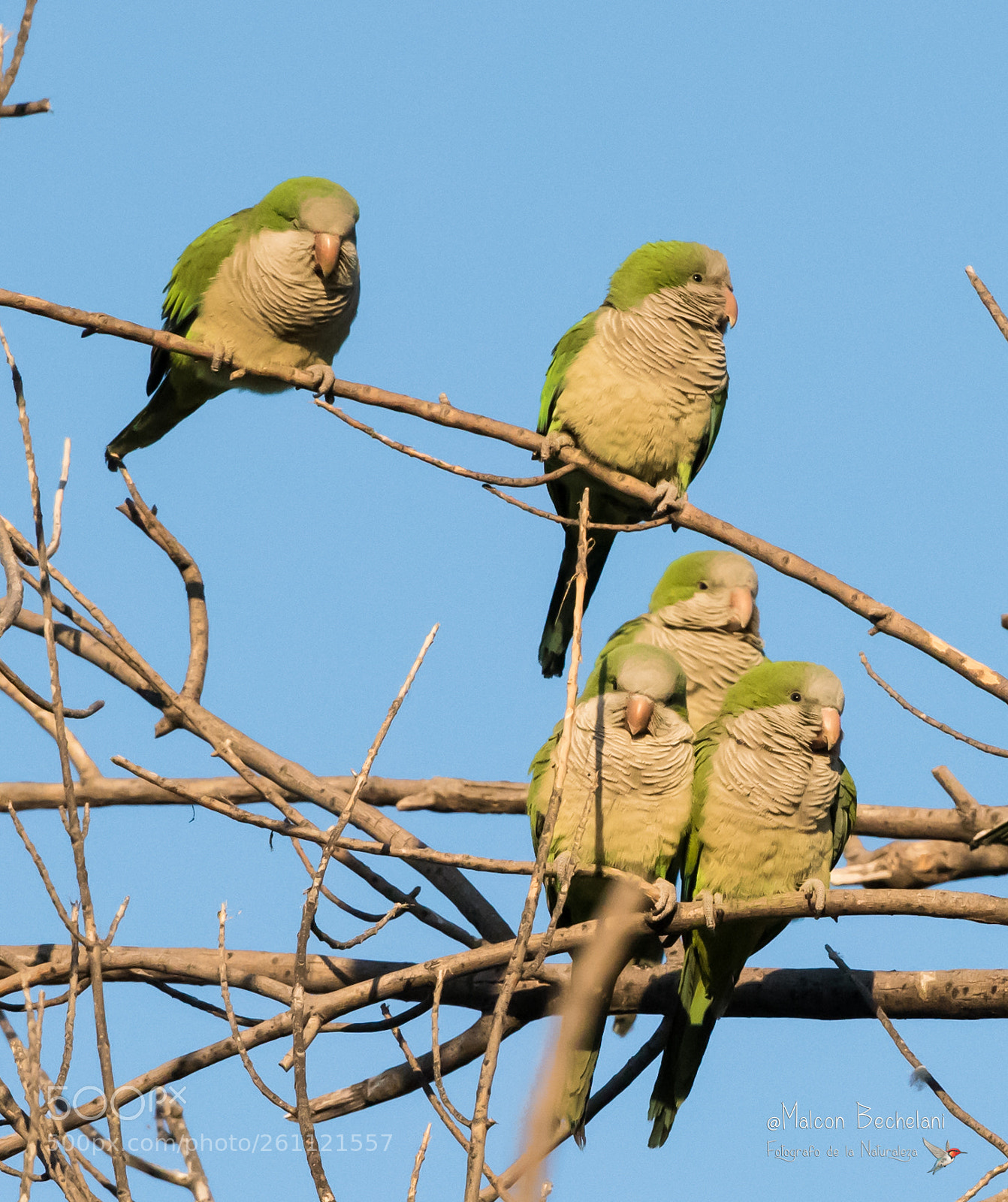 Nikon D810 sample photo. Mbs_7948-2.jpg photography