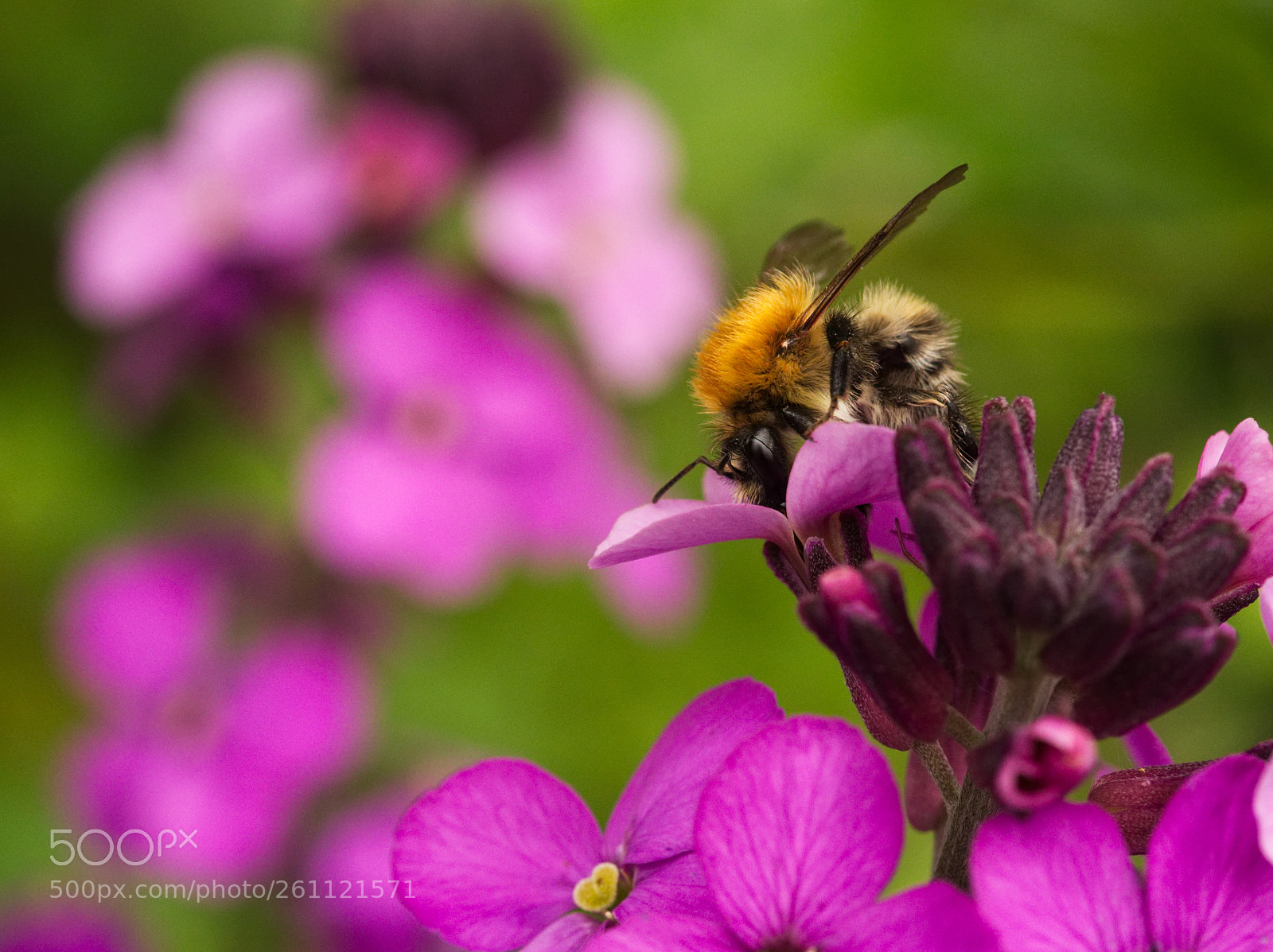 Olympus OM-D E-M5 II sample photo. Bee on wallflower photography