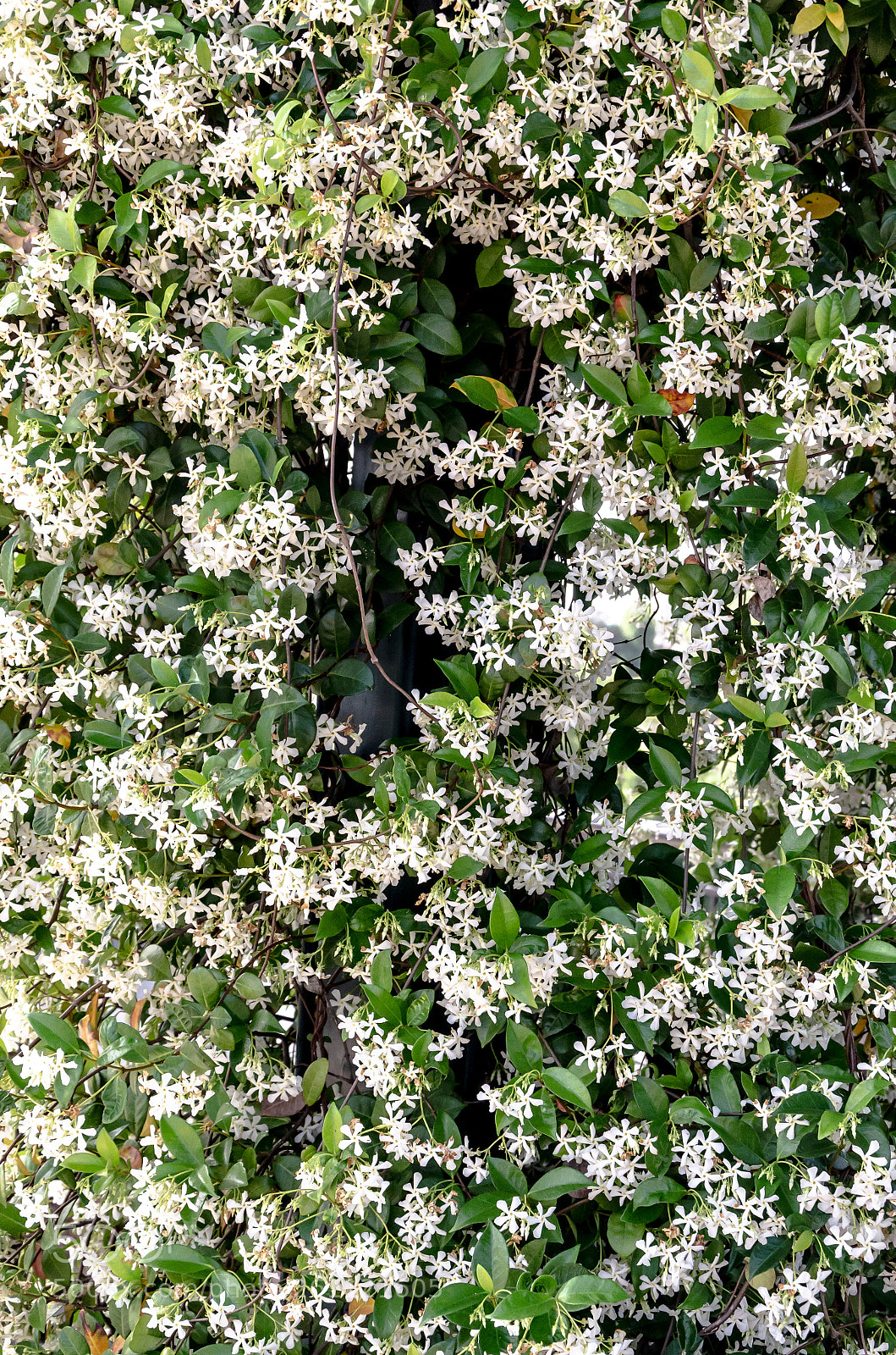 Nikon D7000 sample photo. Vining flowers photography