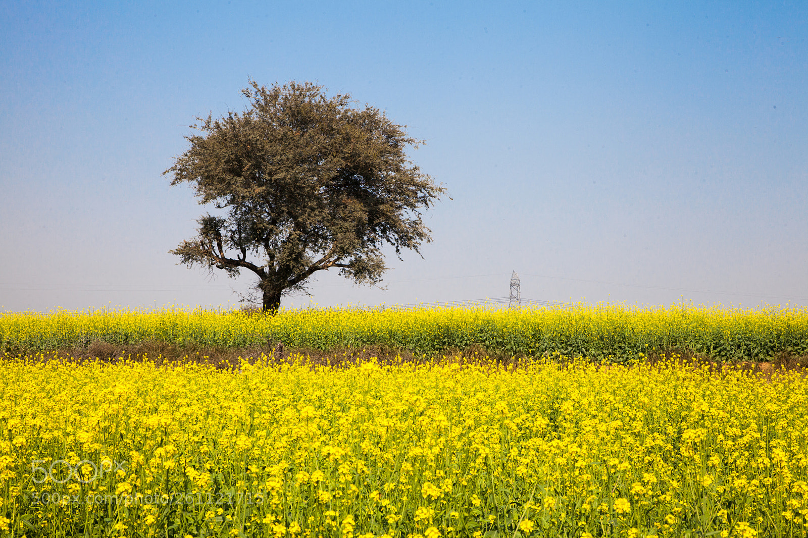 Canon EOS 5D Mark II sample photo. Mustard field photography