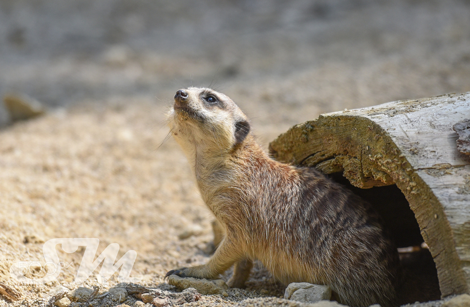 Nikon D750 sample photo. Suricata suricatta photography