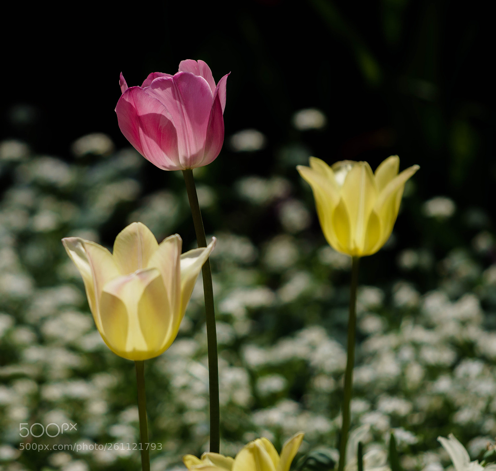 Sony a6300 sample photo. Springtime flowers v photography