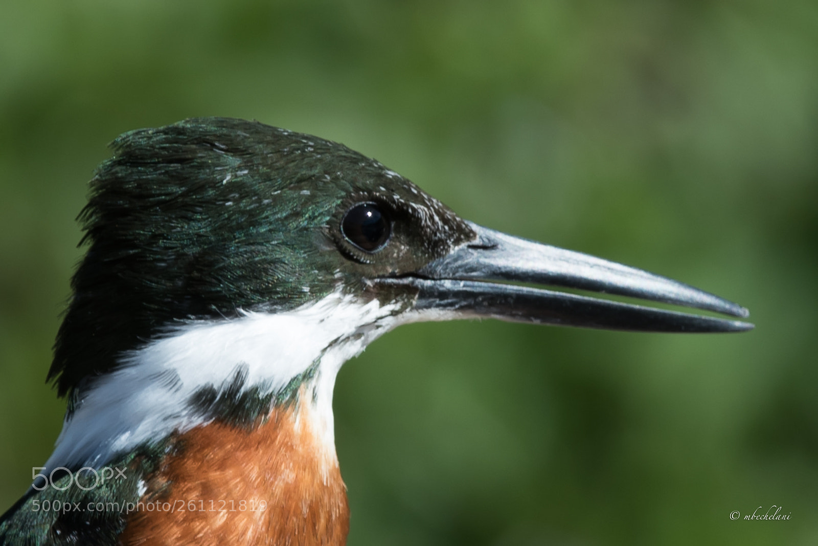 Nikon D810 sample photo. Mbs_8331-2.jpg photography