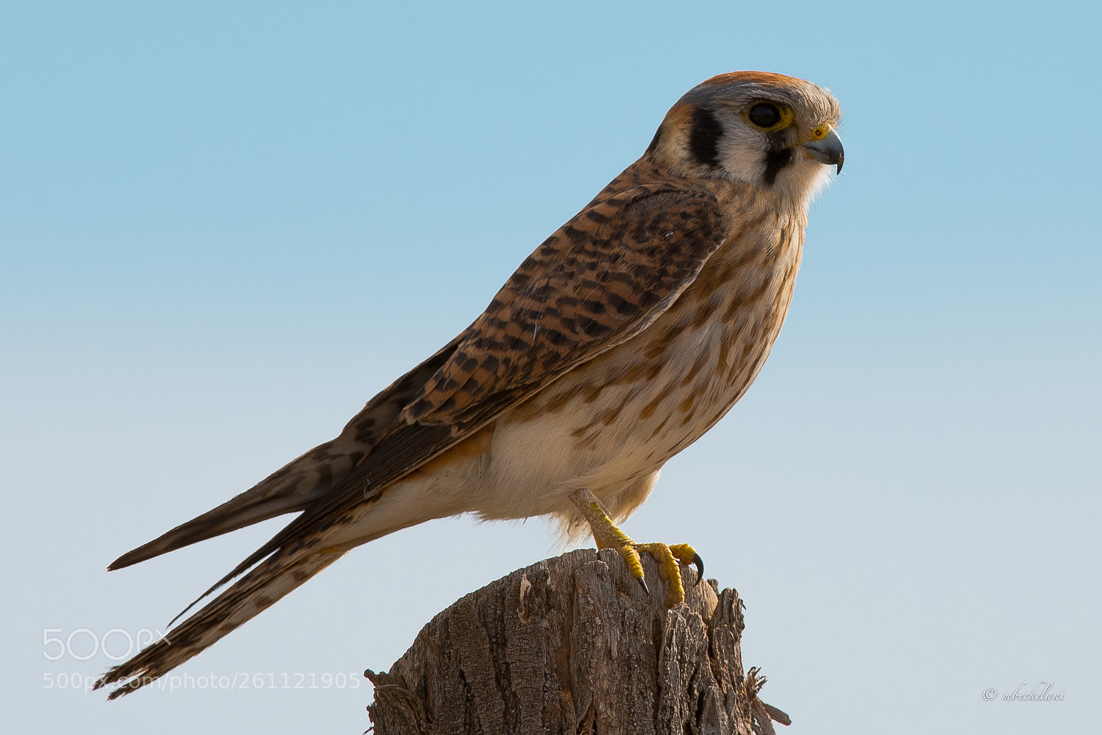 Nikon D810 sample photo. Mbs photography