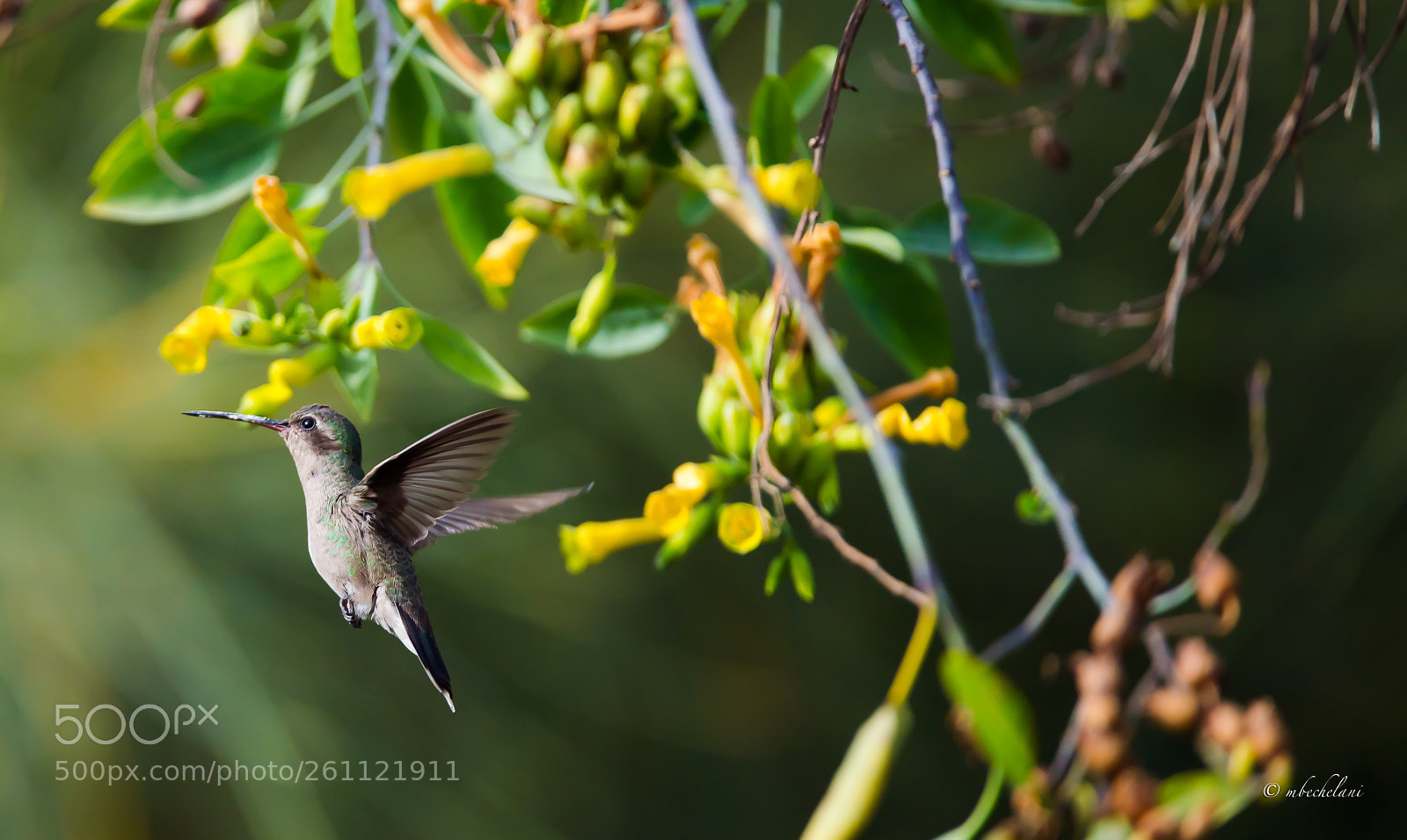 Nikon D810 sample photo. Mbs_8374-2.jpg photography