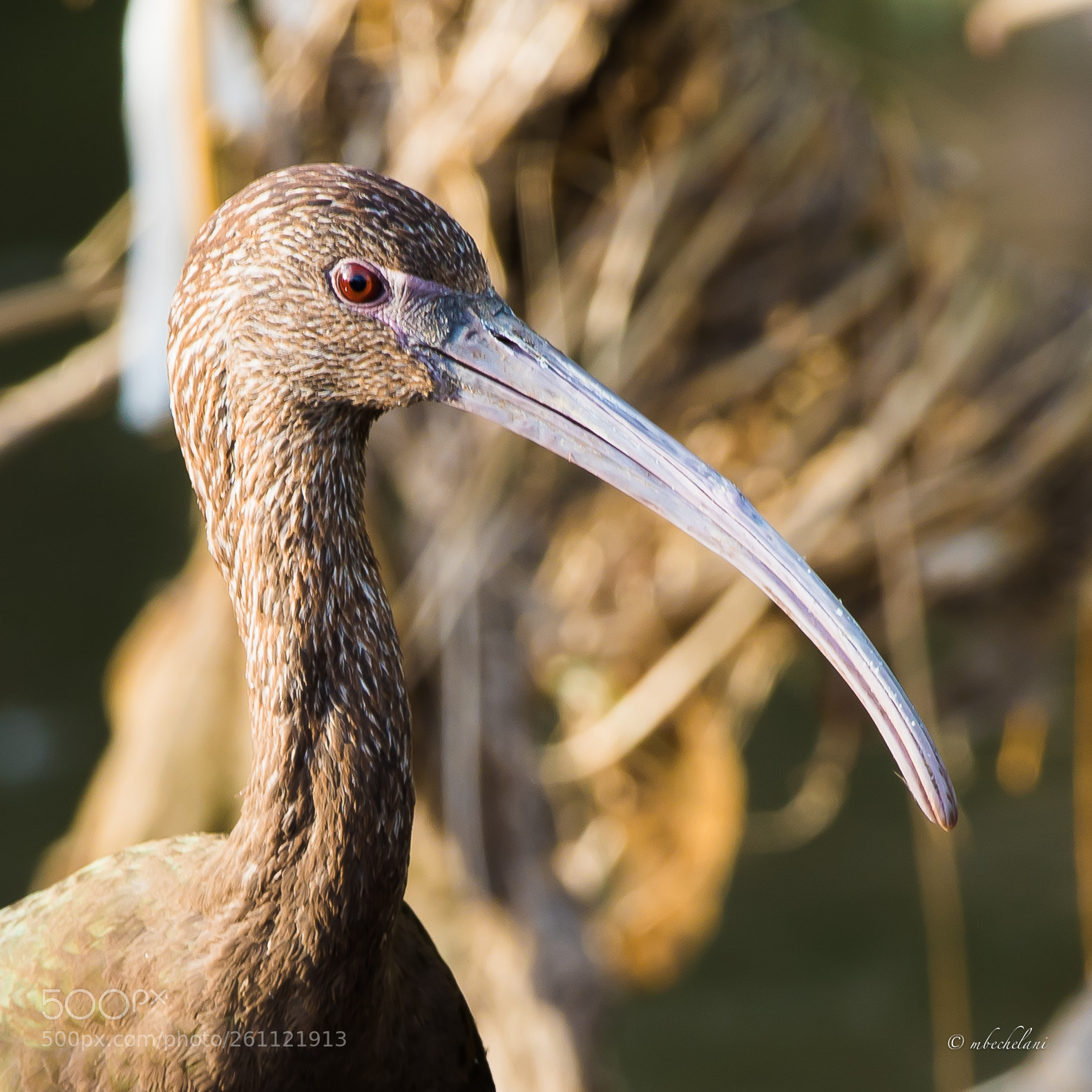 Nikon D810 sample photo. Mbs photography