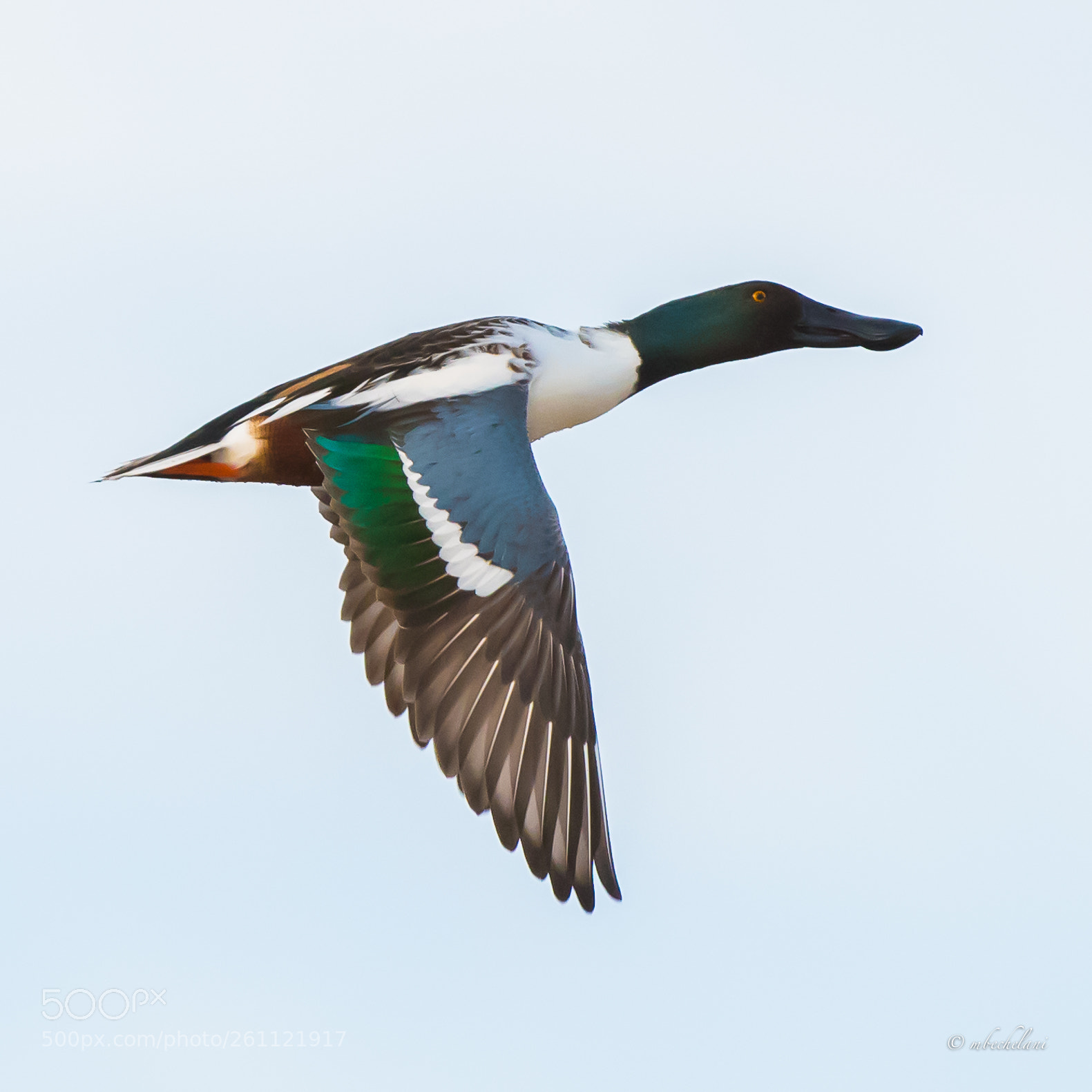 Nikon D810 sample photo. Mbs photography