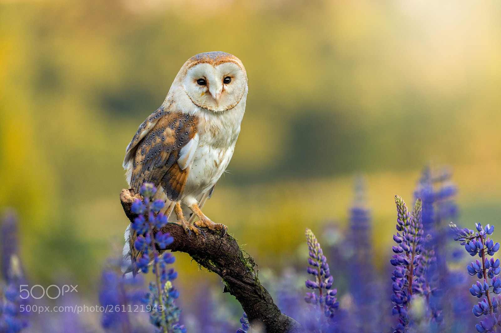 Canon EOS 5D Mark IV sample photo. Barn owl photography