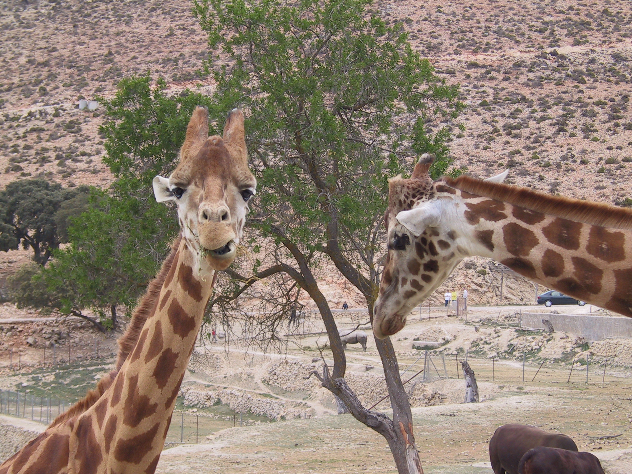 Canon POWERSHOT G1 sample photo. Giraffe photography