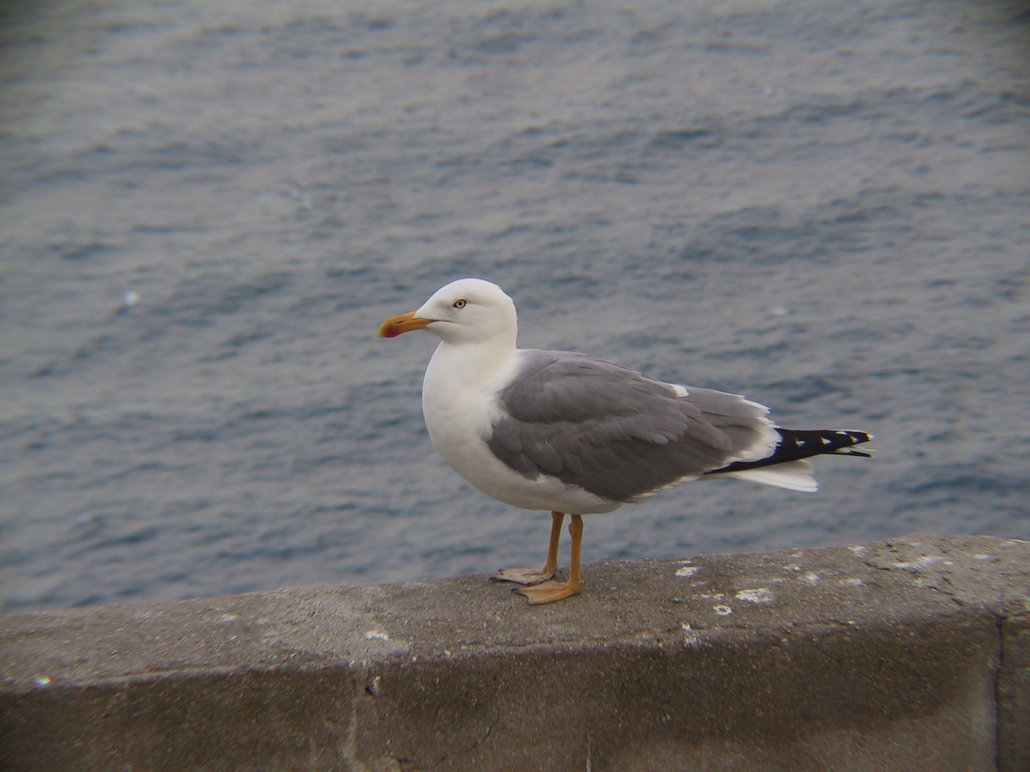 Canon POWERSHOT G1 sample photo. Seagull photography