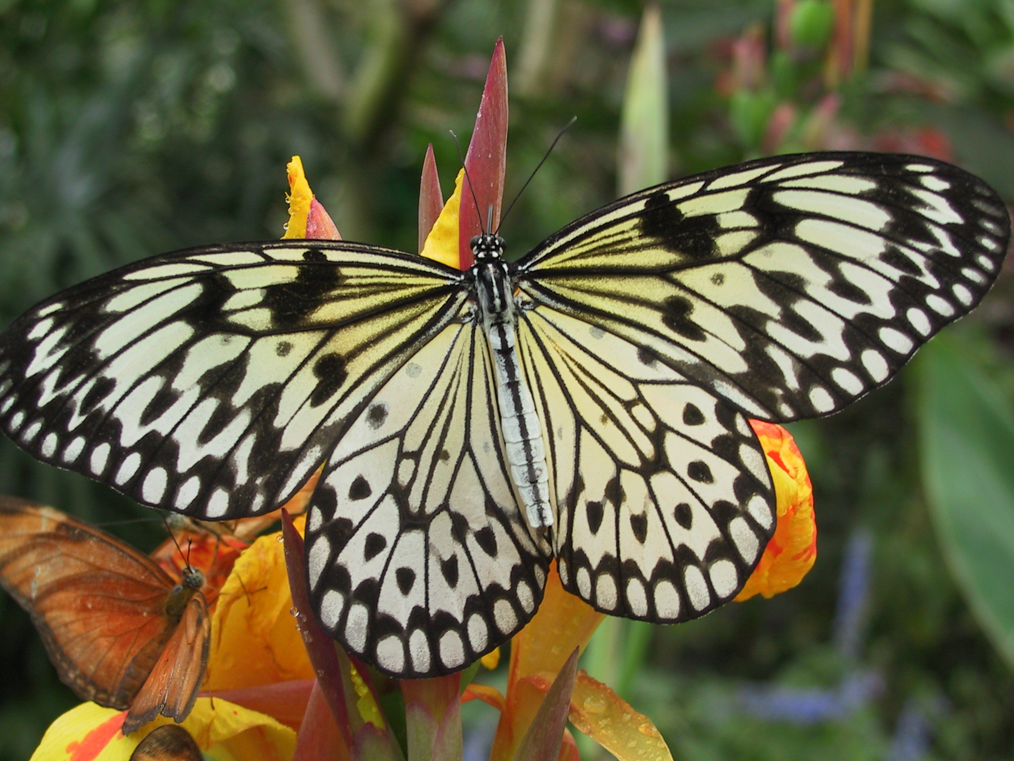 Canon POWERSHOT G1 sample photo. Buterfly 02 photography