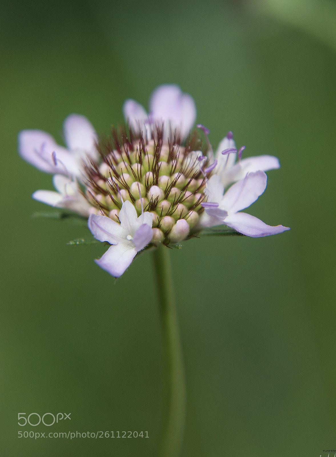 Nikon D3100 sample photo. Wildflower photography