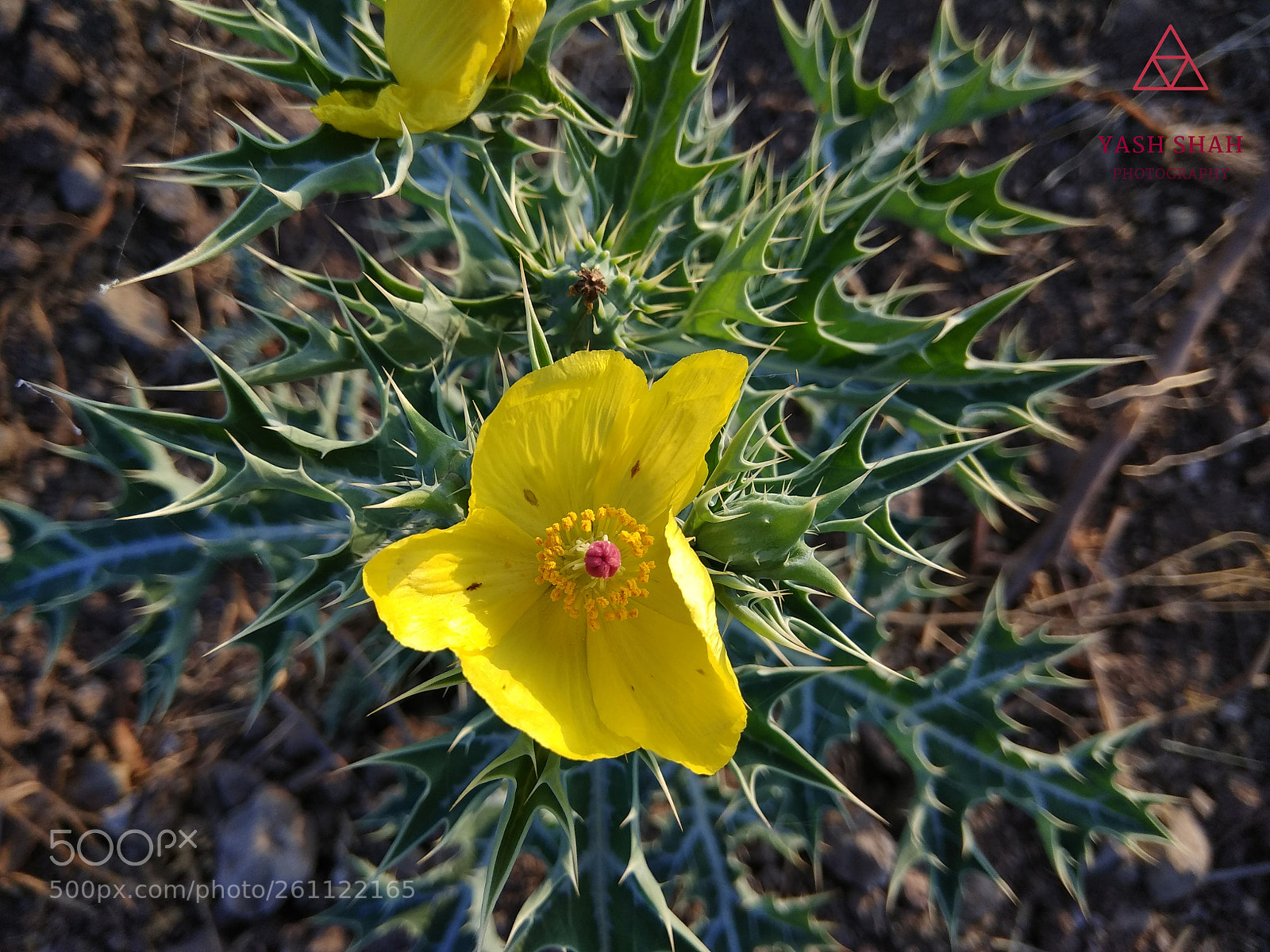 Xiaomi Redmi Note 4 sample photo. Untitled photography
