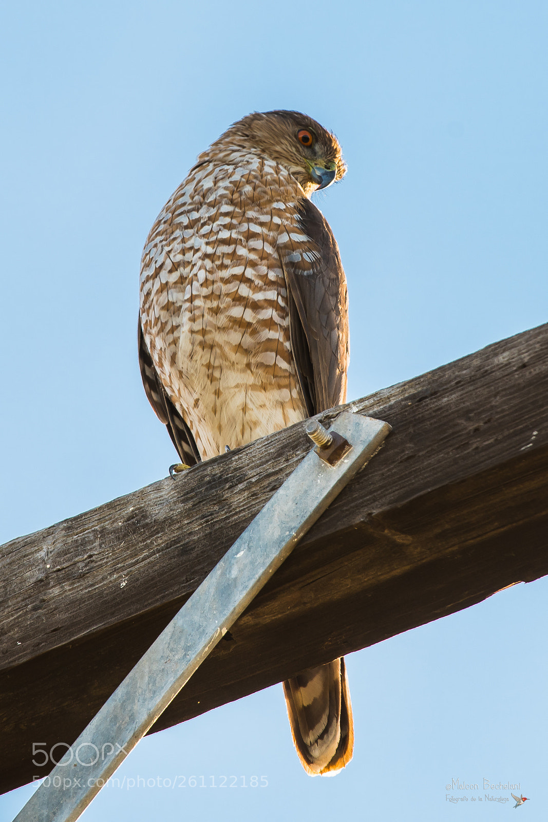 Nikon D810 sample photo. Mbs photography