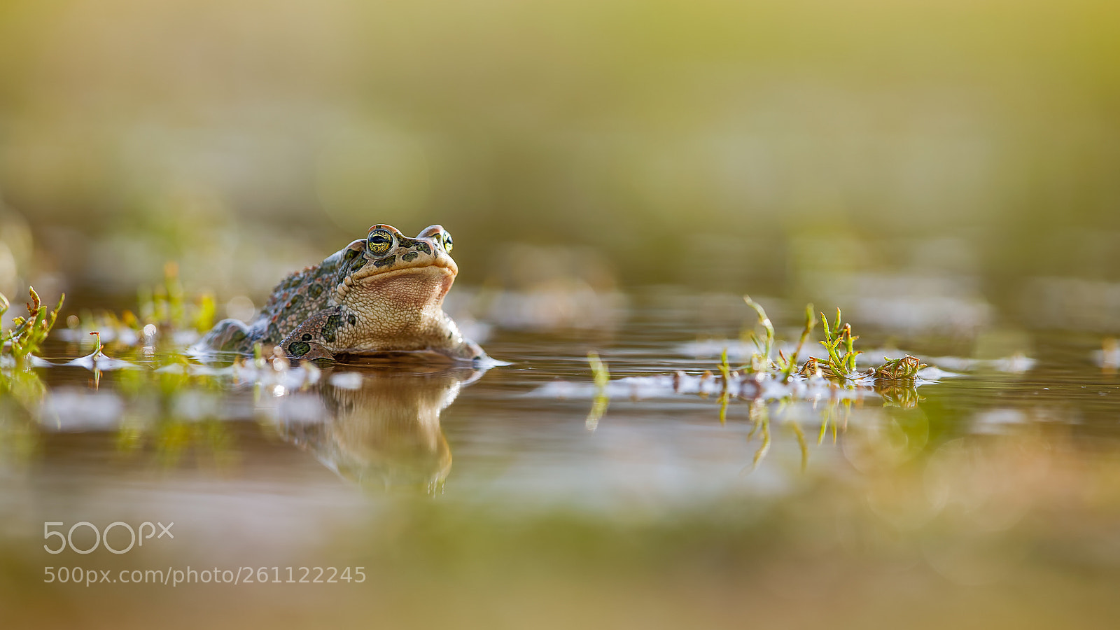 Canon EOS 5D Mark IV sample photo. Ropucha zelen bufo viridis photography