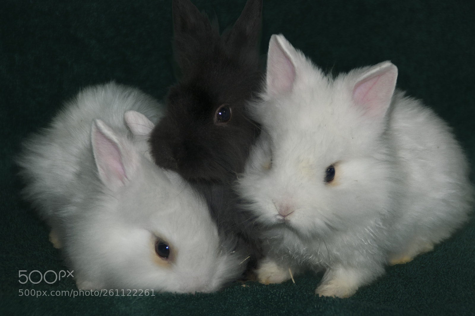 Nikon D5300 sample photo. Bunnys photography