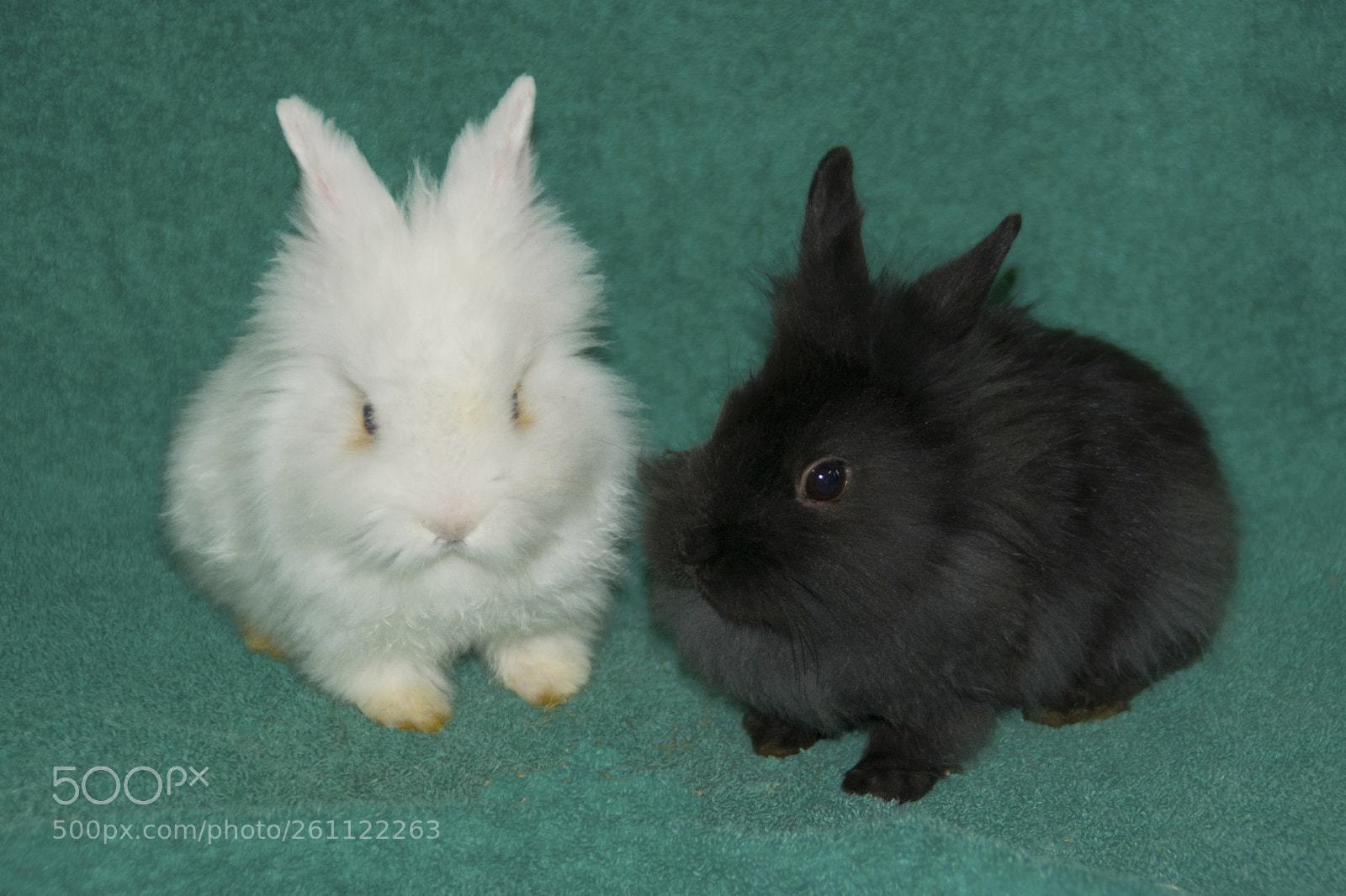 Nikon D5300 sample photo. Bunnys photography