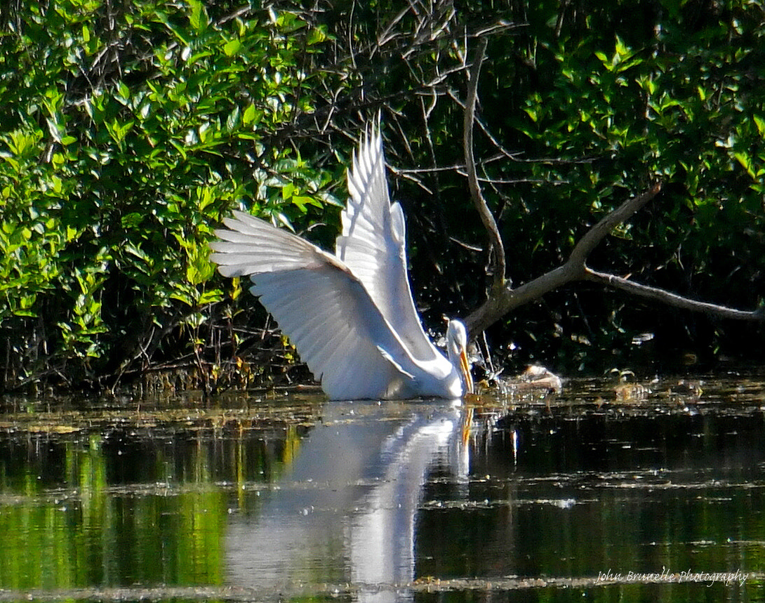 Samsung NX500 sample photo. Egret june 6 photography