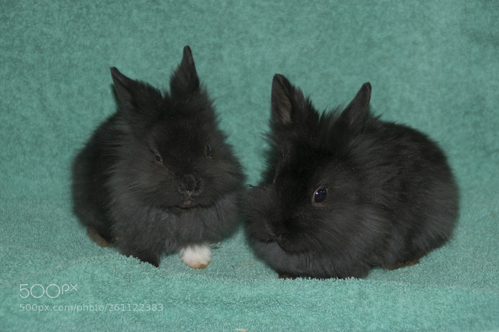 Nikon D5300 sample photo. Bunnys photography