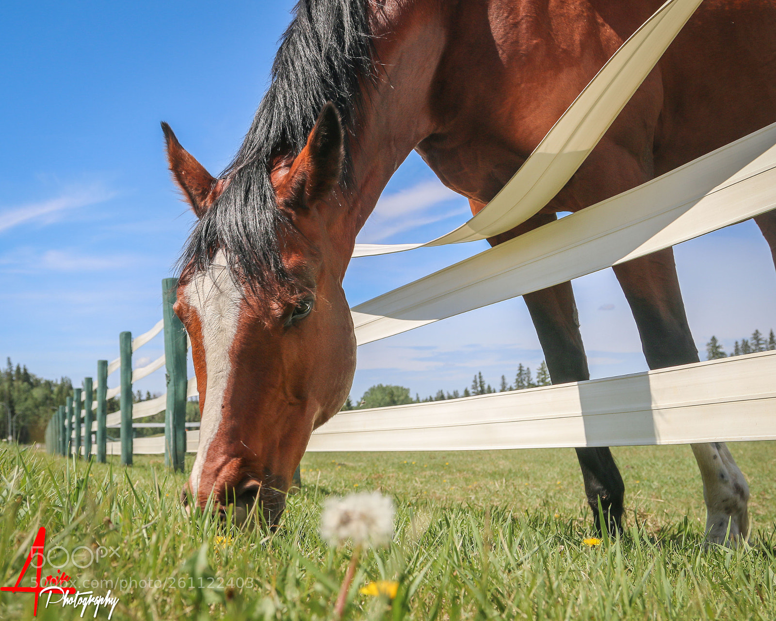 Canon EOS 70D sample photo. Animal 001 photography