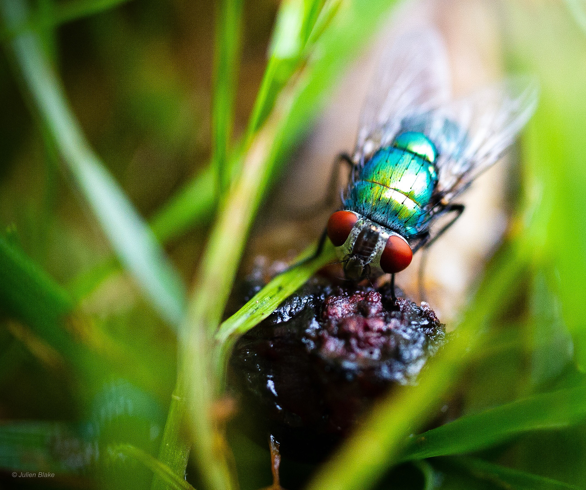 Panasonic Lumix DMC-G7 sample photo. Fly photography
