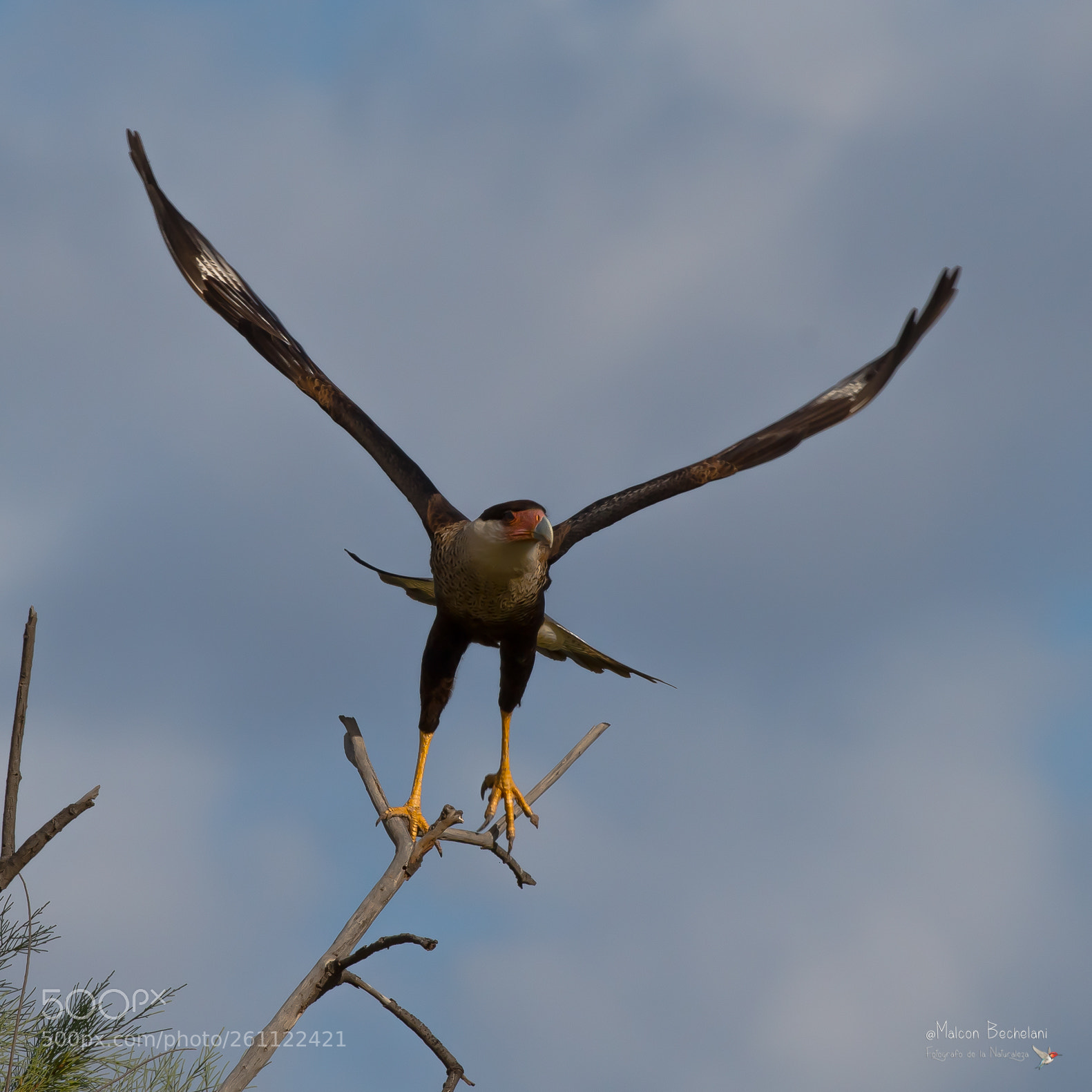 Nikon D810 sample photo. Mbs photography