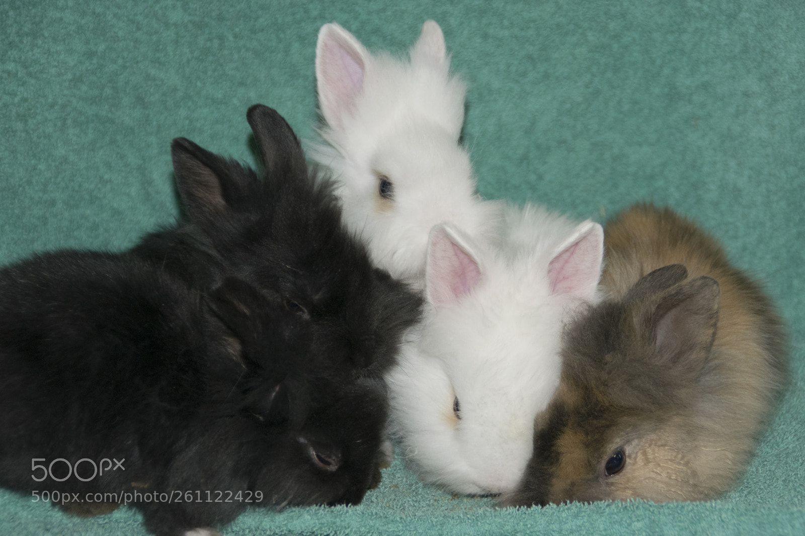 Nikon D5300 sample photo. Bunnys photography