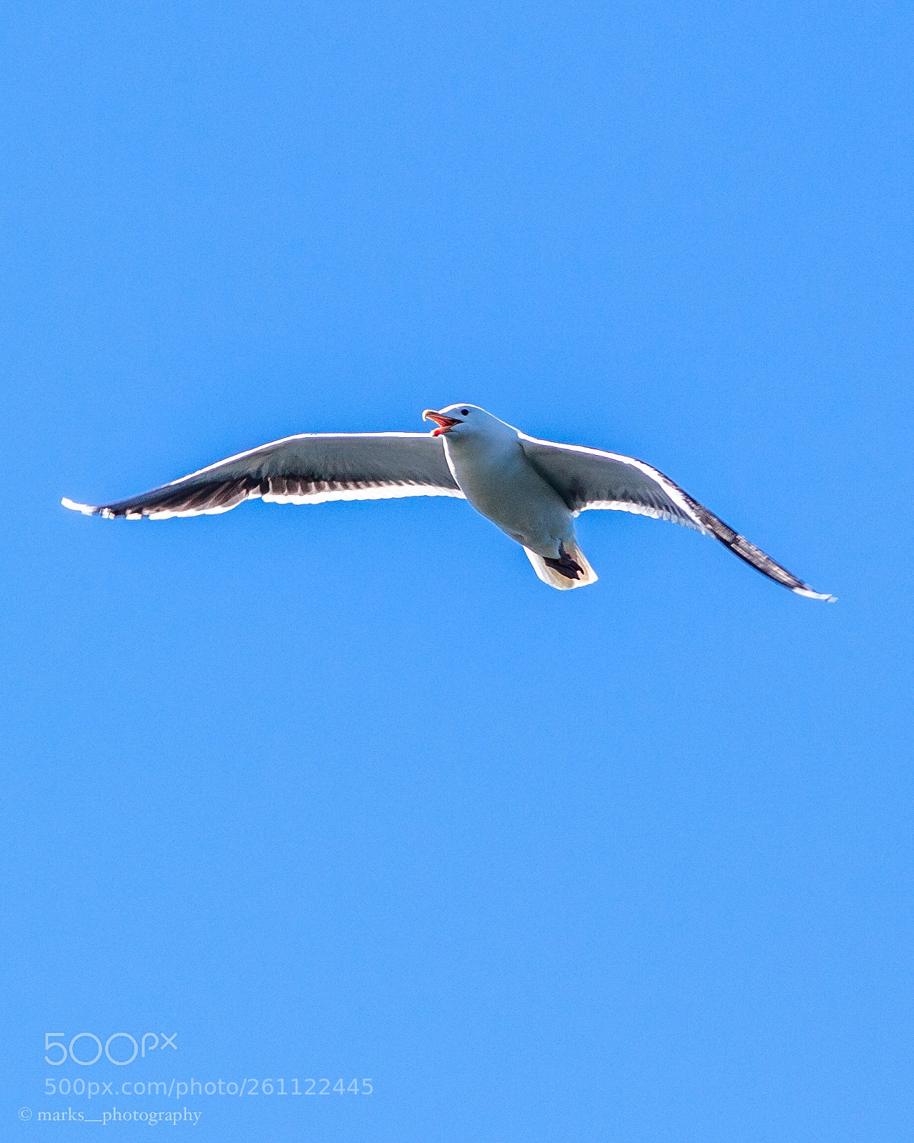 Canon EOS 1300D (EOS Rebel T6 / EOS Kiss X80) sample photo. Seagull photography