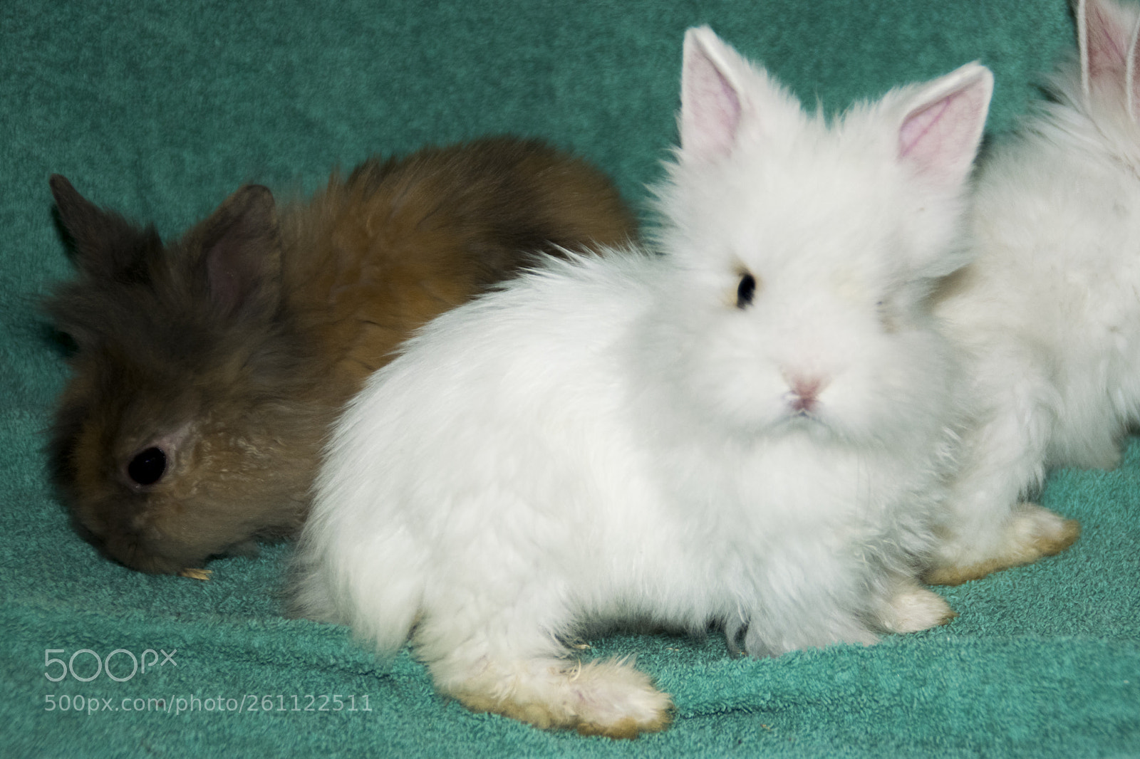 Nikon D5300 sample photo. Bunnys photography