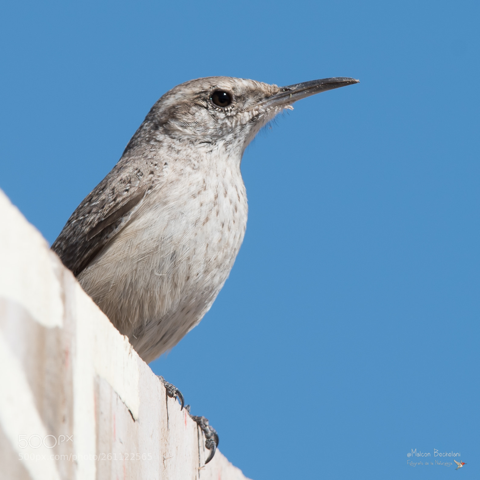 Nikon D810 sample photo. Mbs photography