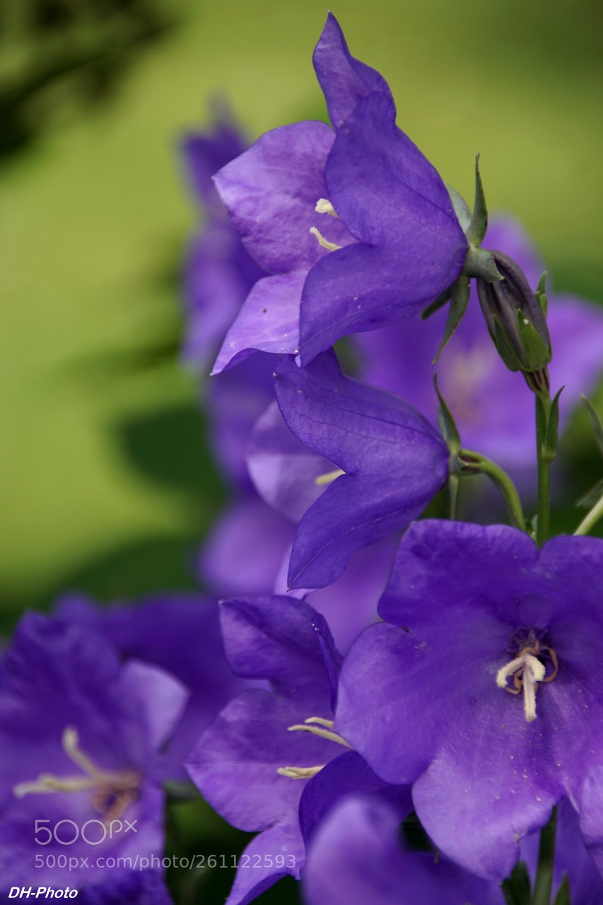 Sony ILCA-77M2 sample photo. Bellflower in blue photography