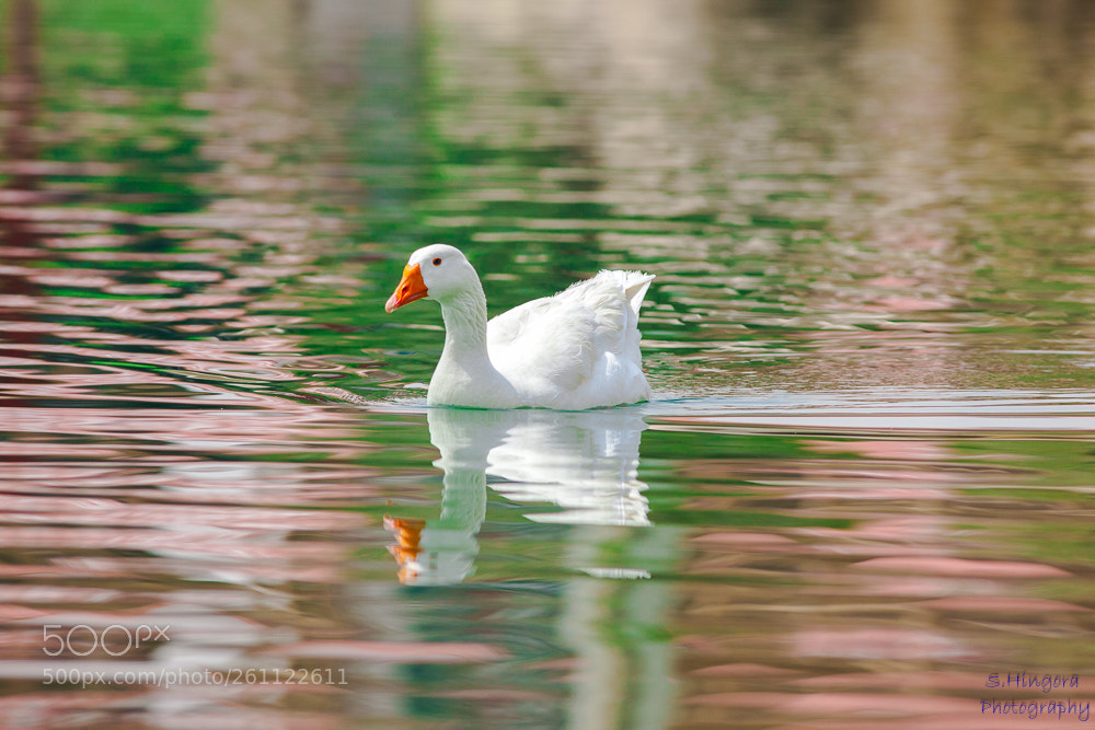 Canon EOS 5D Mark II sample photo. Untitled photography